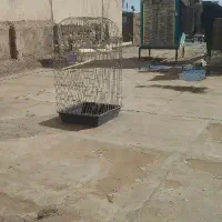 3عدد کوتوله گم شده