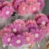 گیف شمع بابونه
