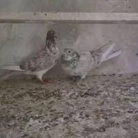 کفتر|پرنده|قم, شاه سید علی|دیوار