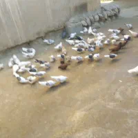 100عدد کبوتر