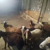 میش جوان|حیوانات مزرعه|زاغه, |دیوار