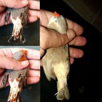 جفت اورنج و دو ماده کیفیت بالا|پرنده|چمران, |دیوار