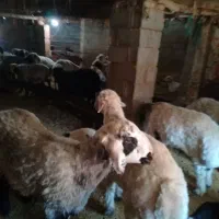 فروش چهل راس شیشک ماده جوان