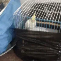 عروس هلندی|پرنده|تالش, هشتپر|دیوار