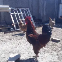 خروس قلدر