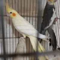 کبوتر  پرشی  و طوطی ملنگو نر وحشی عروس هلندی جفت