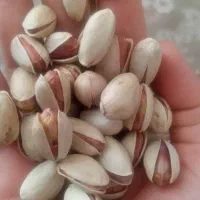 پسته درشت و درجه ۱