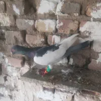 کبوتر یهودی نر