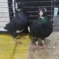 جفت پلنگ|پرنده|زرند, |دیوار