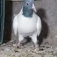 ککیلی وگوی باش