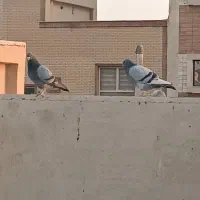 کبوتر کفتر|پرنده|شاهین‌شهر, شهرک گلدیس|دیوار