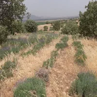 نیازمند اکیپ کارگری قوی تا ۳۰ نفر