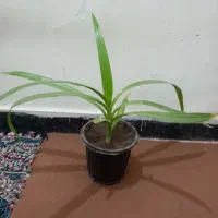 گل*برگ موزی* ۸۵ ت|گل و گیاه طبیعی|رفسنجان, |دیوار