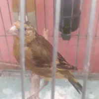 جوجه سهره قناری نر دهن لر ۳ ماهه|پرنده|فردیس, شهرک سپاه|دیوار