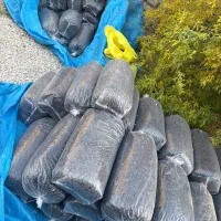 مویز، کشمش، میزک