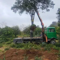 پیش فروش مرکبات غول پیکر