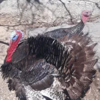 بوقلمون|حیوانات مزرعه|یاسوج, |دیوار