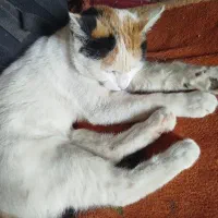 واگذاری گربه