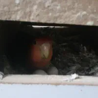 کوتوله مولد تخم گزار