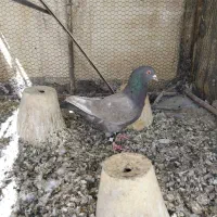 کبوتر پلاکی|پرنده|برخوار, |دیوار