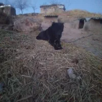 سگ نگهبان وباهاش ۱۴ ماهه