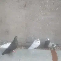 کبوتر|پرنده|سیجوال, |دیوار