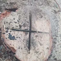 قطع وبرش درختان تنومند|خدمات باغبانی و درختکاری|بندر گناوه, |دیوار