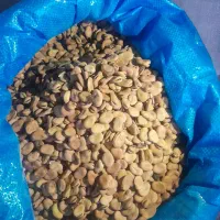 فروش بذر باقله