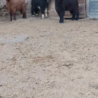 بزغاله نر|حیوانات مزرعه|کرمانشاه, |دیوار