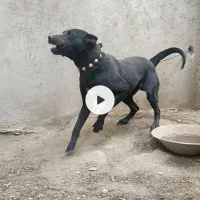 سگ نگهبان|سگ|شازند, |دیوار