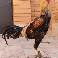 لاری|حیوانات مزرعه|گرمسار, |دیوار