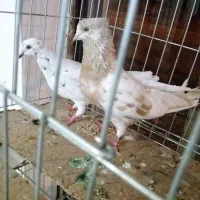 ی تعداد کبوتر|پرنده|پارس‌آباد, |دیوار