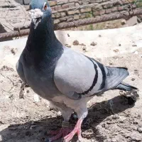 ۶۰۰|پرنده|هامون, |دیوار