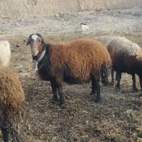 یک راس قوچ|حیوانات مزرعه|نیشابور, ماروسک|دیوار