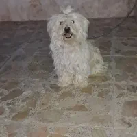 سگ فروشی