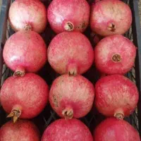 انار درجه یک یک