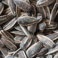 تخمه دور سفید