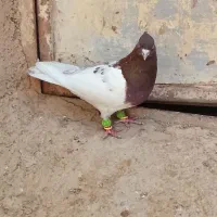 کبوتر کله سرخ