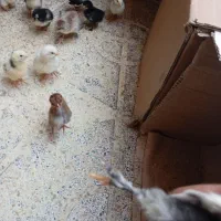 جوجه دو هفته کوشین پاپر|حیوانات مزرعه|تهران, صاحب الزمان|دیوار