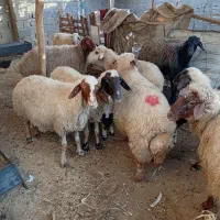 گوسفند. و بره