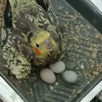 عروس هلندی بشرط مولد