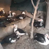 جوجه اردک اسرائیلی