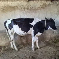 گاو فروشی