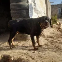 سگ روتوایلر ماده با خط خونی بالا|سگ|نیشابور, دهنو لکزی|دیوار