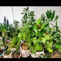 انواع گل و گلدان های خالی