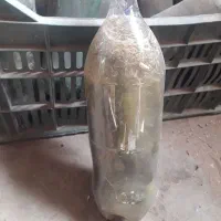 خیارشور|خوردنی و آشامیدنی|شیروان (خراسان), |دیوار