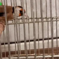 سهره قفسی|پرنده|خمینیشهر, |دیوار