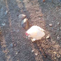 مرغ و خروس|حیوانات مزرعه|تبریز, |دیوار