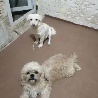 سگ شیتزو تریر فلت