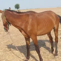 اسب نر|اسب و تجهیزات اسب‌سواری|گنبد کاووس, |دیوار